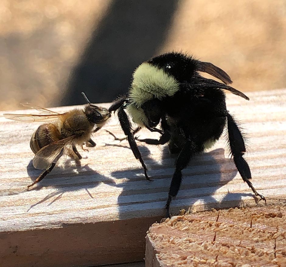 Bee and bumble bee